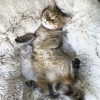 CAMA RELAXANTE E ANTI-STRESS PARA ANIMAIS