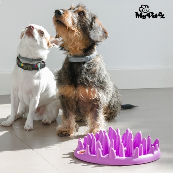 Comedouro Interativo para Animais de Estimação
